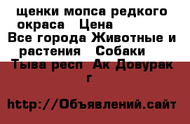 щенки мопса редкого окраса › Цена ­ 20 000 - Все города Животные и растения » Собаки   . Тыва респ.,Ак-Довурак г.